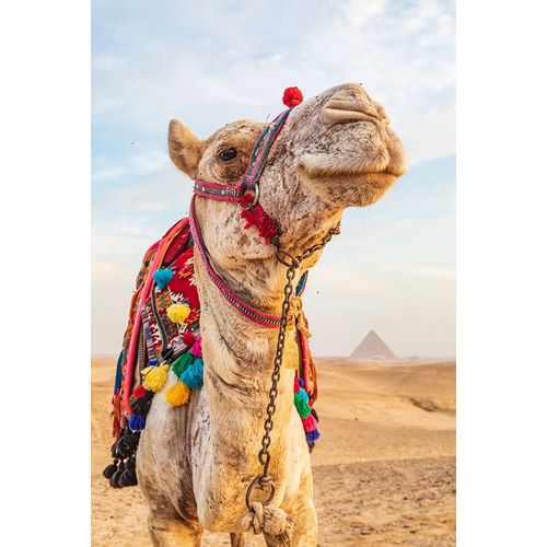 Africa-Egypt-Cairo Giza plateau Camel near the great Giza pyramids